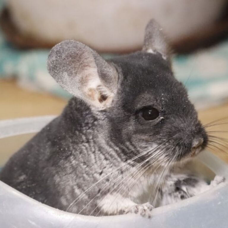 Pucek pył kąpielowy wulkaniczny – piasek dla szynszyli