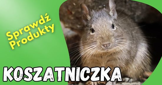 Gryzonie damiana sklep dla gryzoni