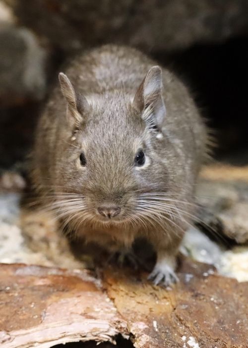 co jedzą koszatniczki