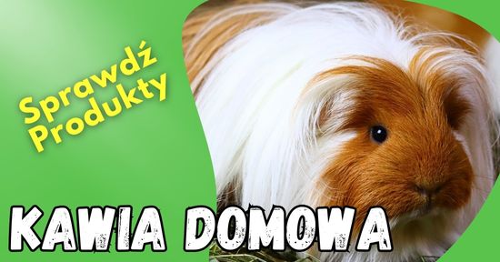 gryzonie damiana sklep dla gryzoni online