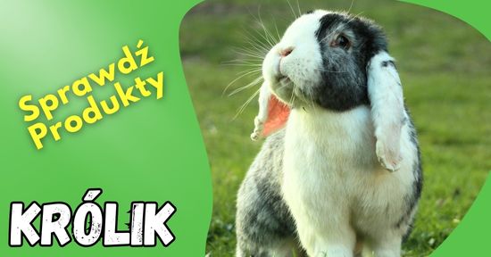 gryzonie damiana sklep dla gryzoni