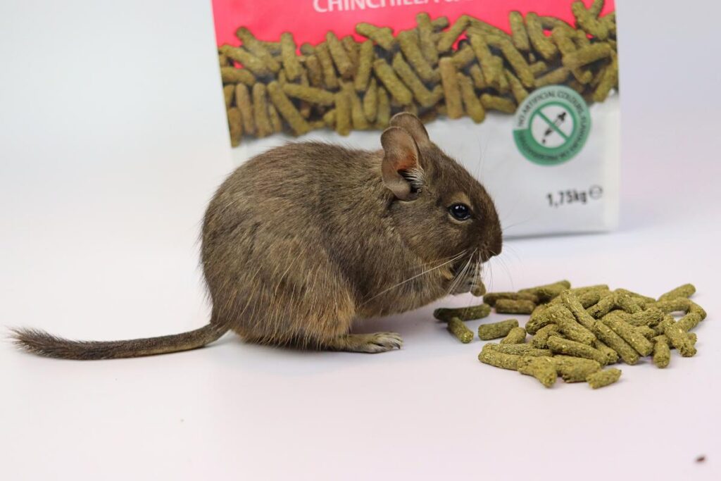 co jedzą koszatniczki