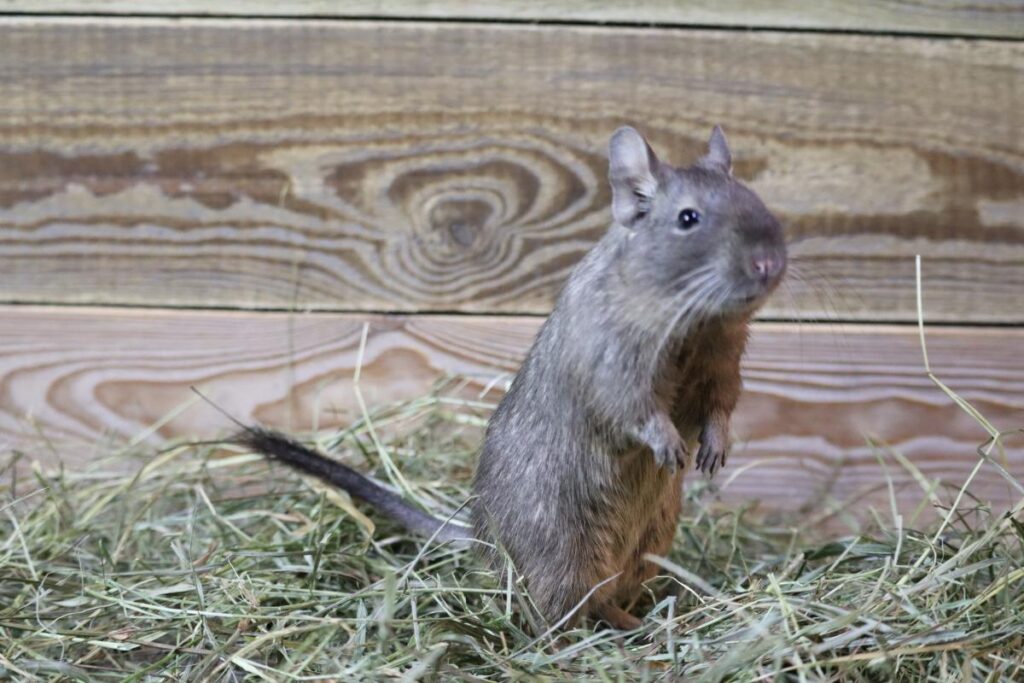 Co jedzą koszatniczki