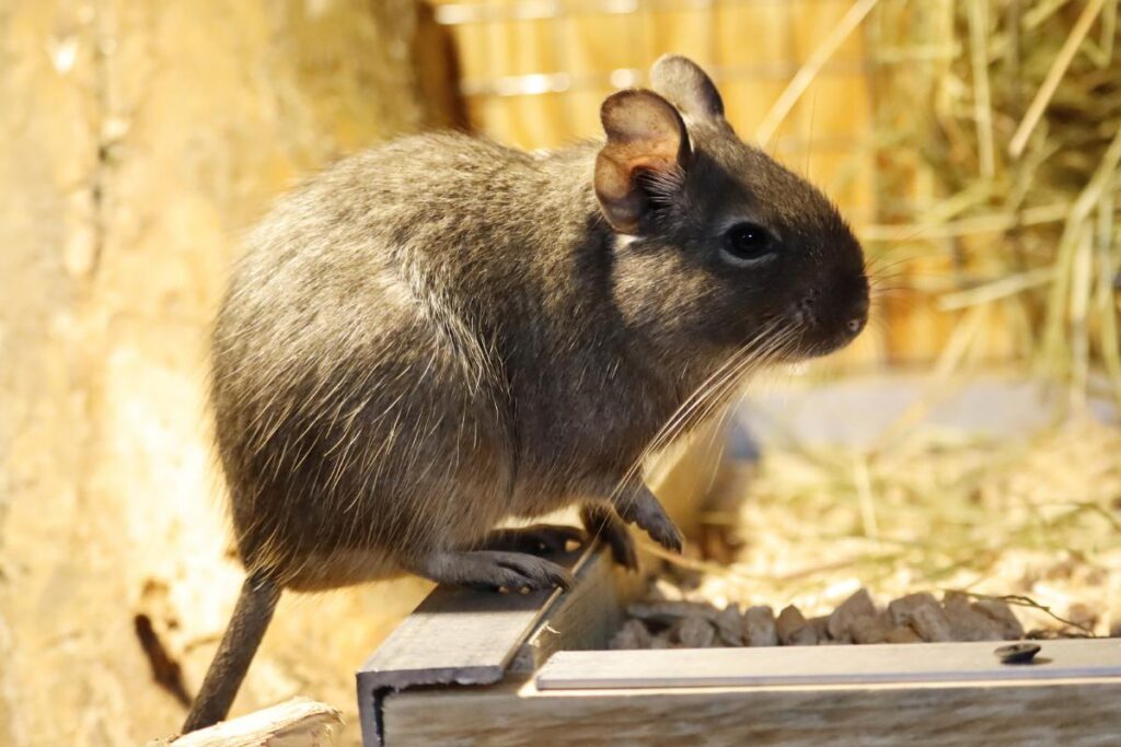 czego nie mogą jeść koszatniczki