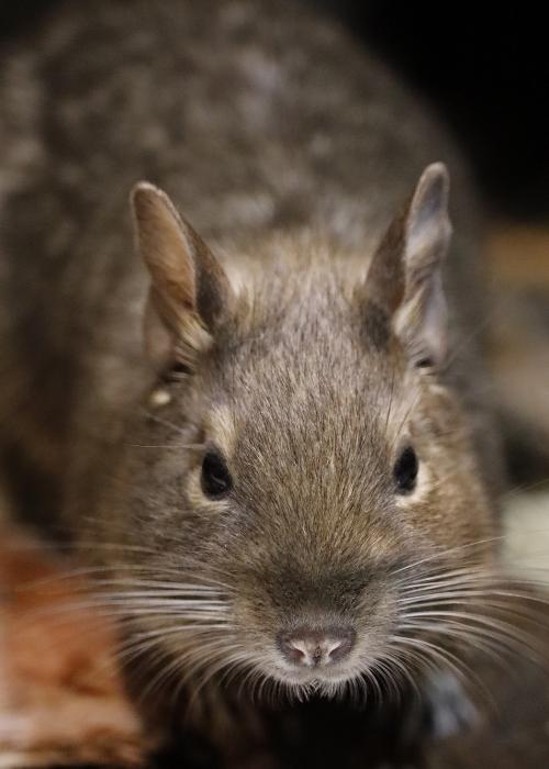 czego nie mogą jeść koszatniczki