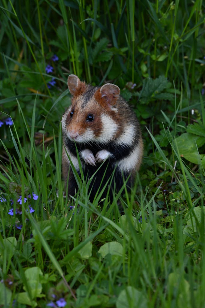 European hamster in grass, showcasing natural surroundings and wildlife behavior.