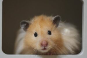 Close-up of a cute golden Syrian hamster looking directly at the camera.