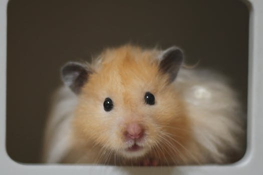 Close-up of a cute golden Syrian hamster looking directly at the camera.