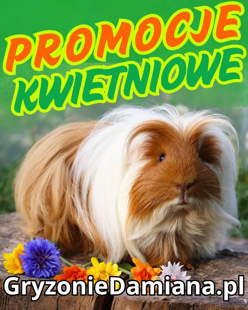gryzonieDamiana kwietniowe promocje karma dla świnek morskich, ściółka