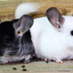 Ile powinna ważyć szynszyla?