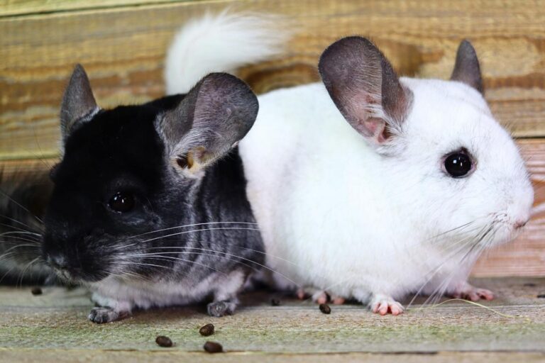 Ile powinna ważyć szynszyla?