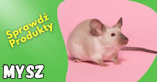 mysz