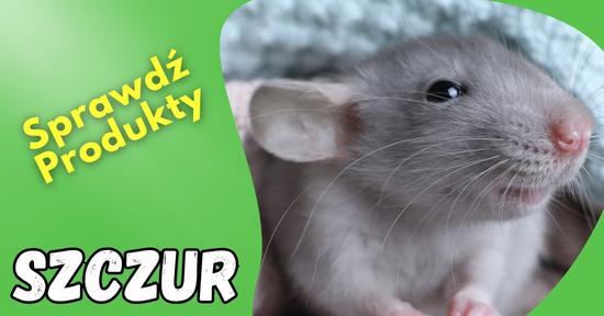 szczur